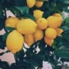 bunch of yellow lemon