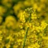 yellow flower field during daytime